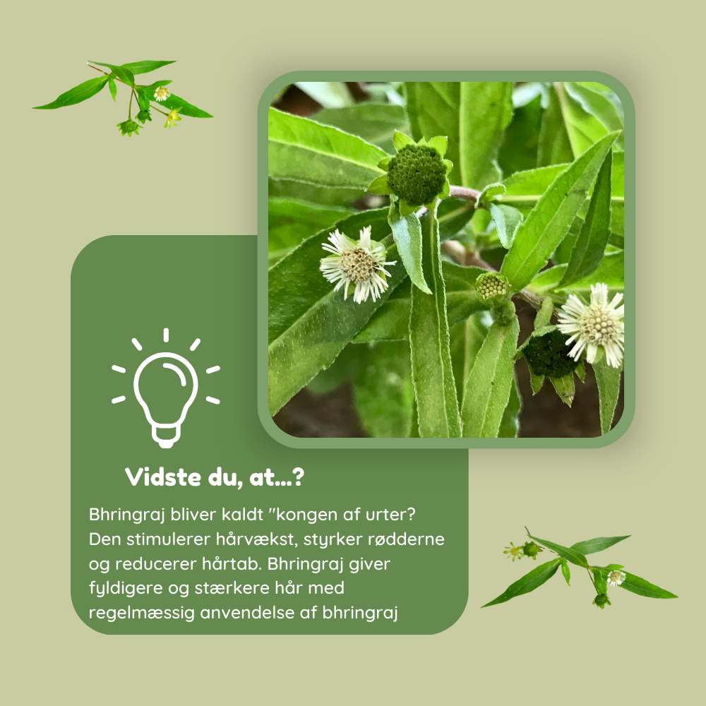 Bhringraj pulver til hårmaske Øko -100g