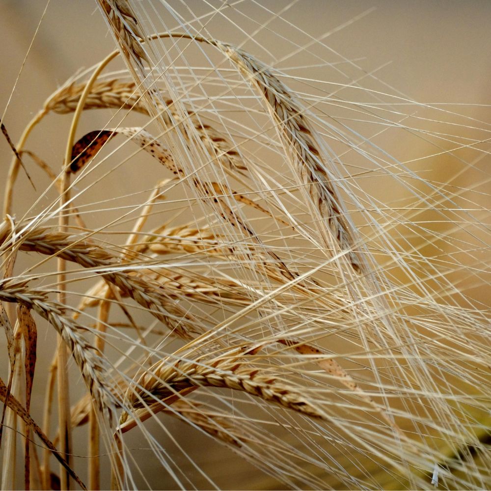 Hvedekimolie Økologisk – Pleje mod rynker & tør Hud - Naturelle.dk