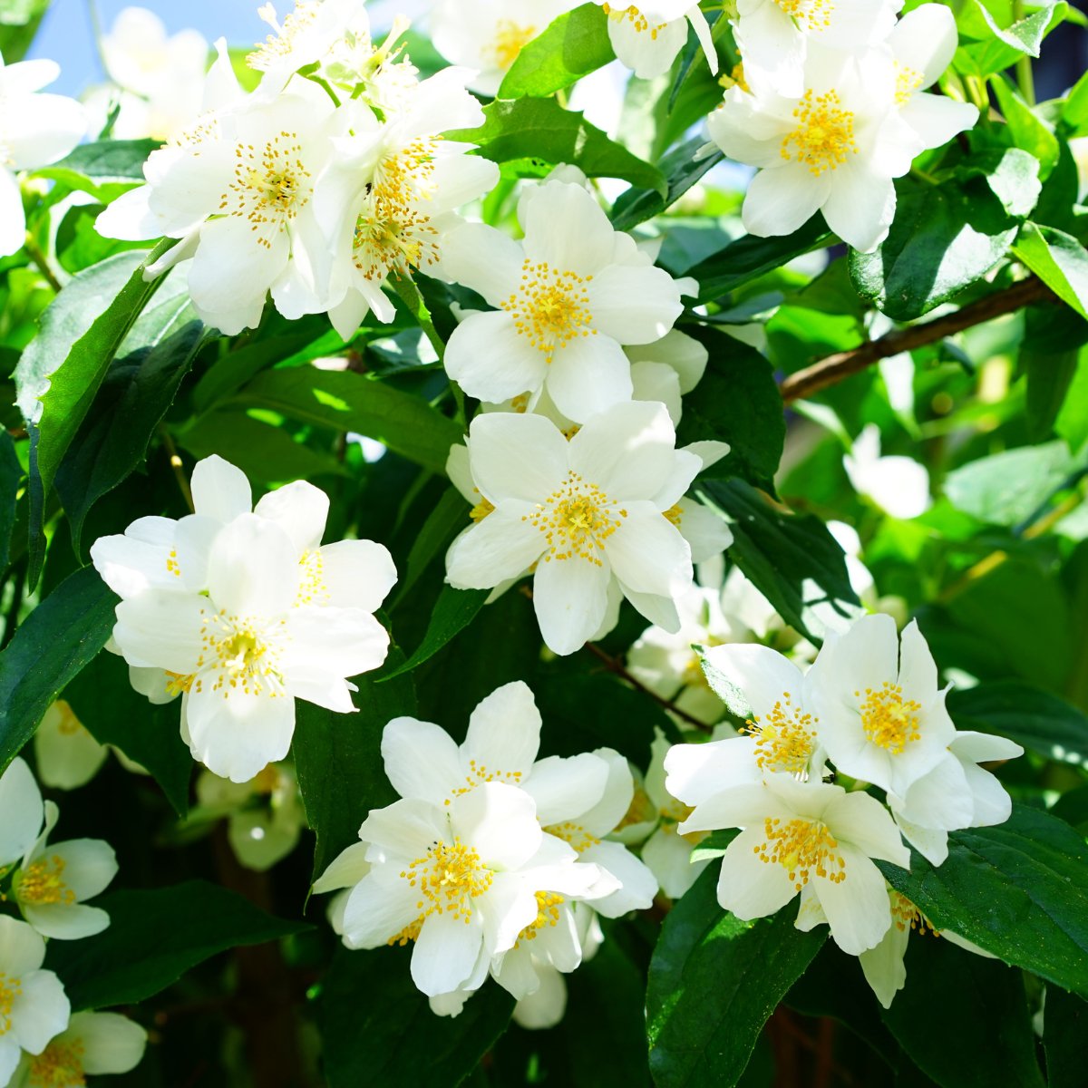 Jasmin blomstervand til krop, ansigt og hår 100ml - Naturelle.dk