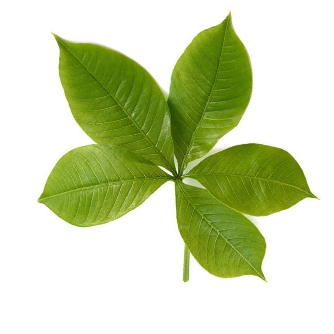 Kukapulver øko baobab bladpulver fyldt med protein & kalk 100g - Naturelle.dk