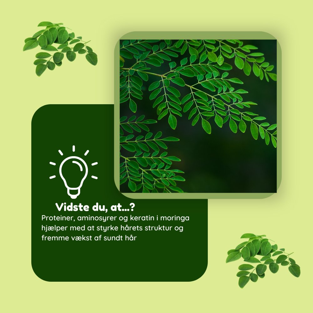 Moringapulver til hårmaske Øko - 100g - Naturelle.dk