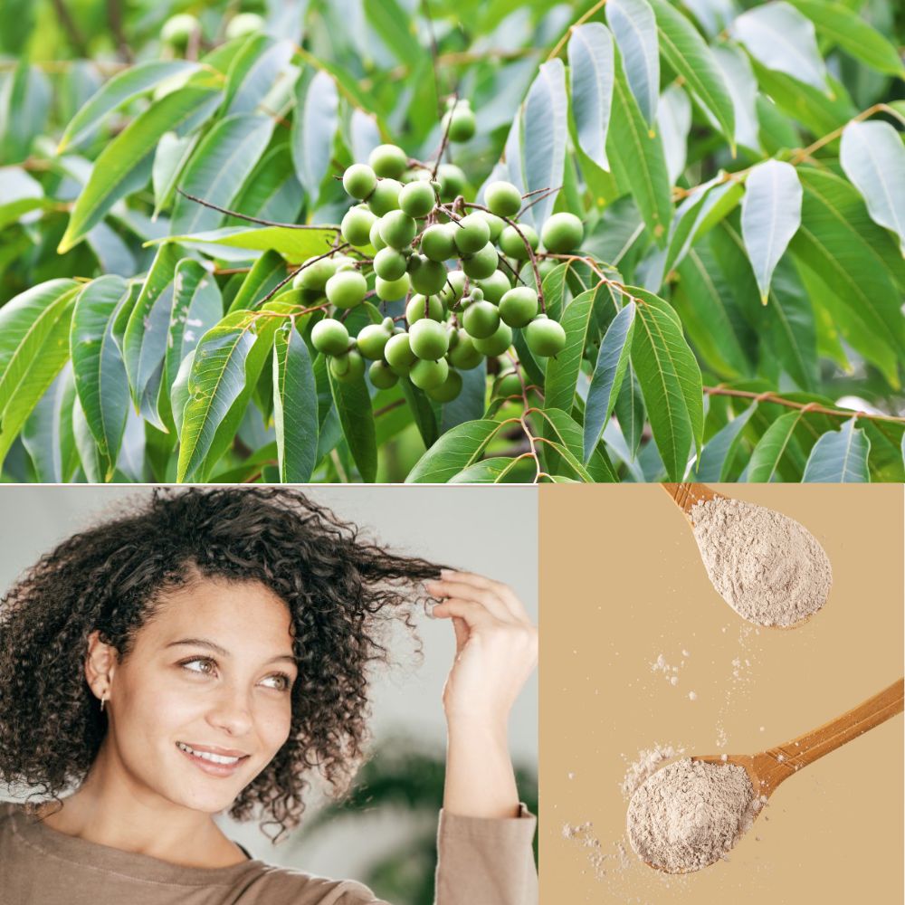 Nøddesæbe - frøpulver til hårmaske - Reetha - pulver Øko - 100g - Naturelle.dk