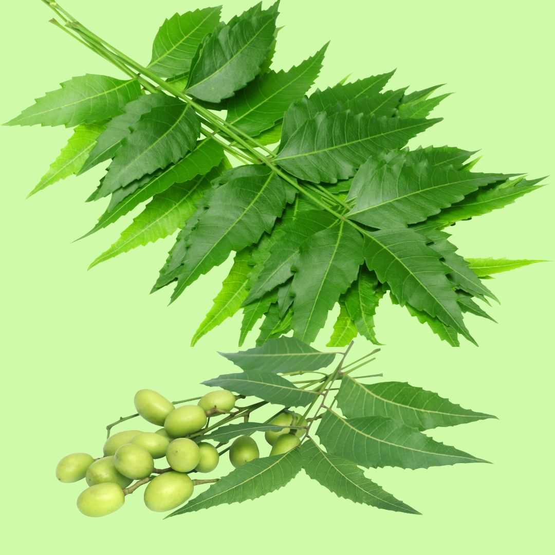 Økologisk neemolie til allround hudpleje 50 ml - Naturelle.dk