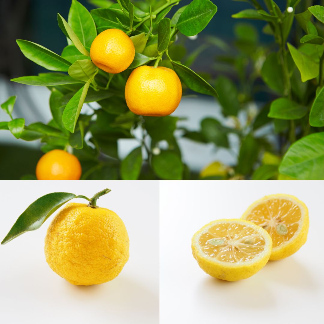 5 fordele ved yuzu-frugten - Naturelle.dk