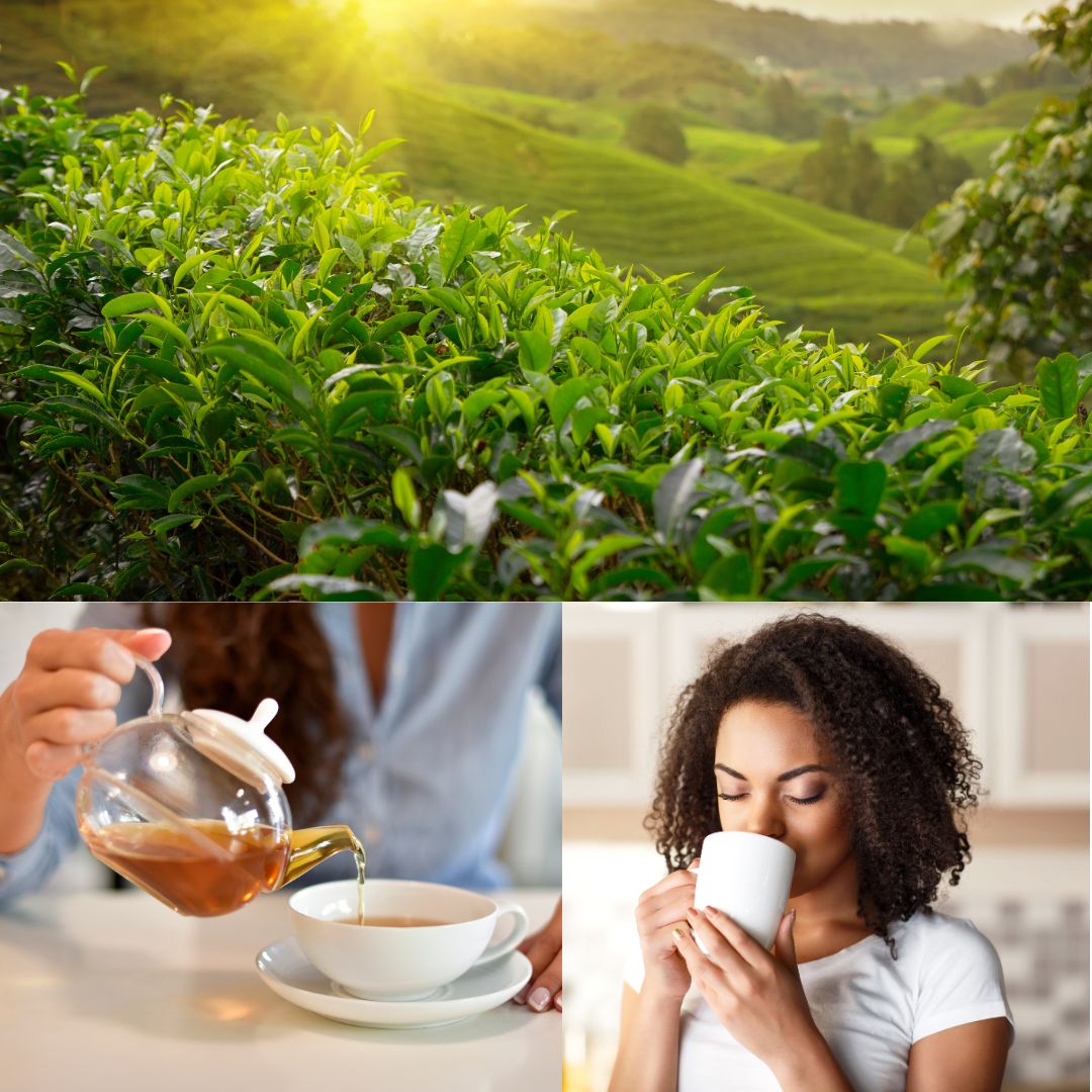 Kinkéliba te: Urten som giver et langt liv - Naturelle.dk