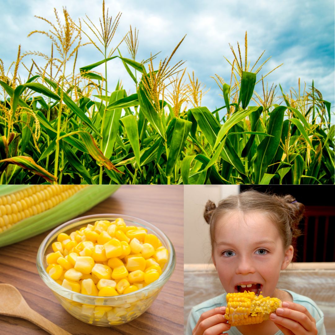 Majs – en populær grøntsag for hele familien - Naturelle.dk
