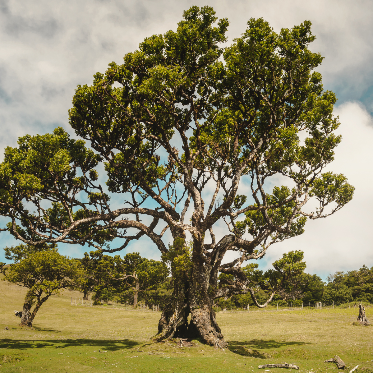 Bertoni urt til intimpleje - lindrer menstruationssmerter 100g