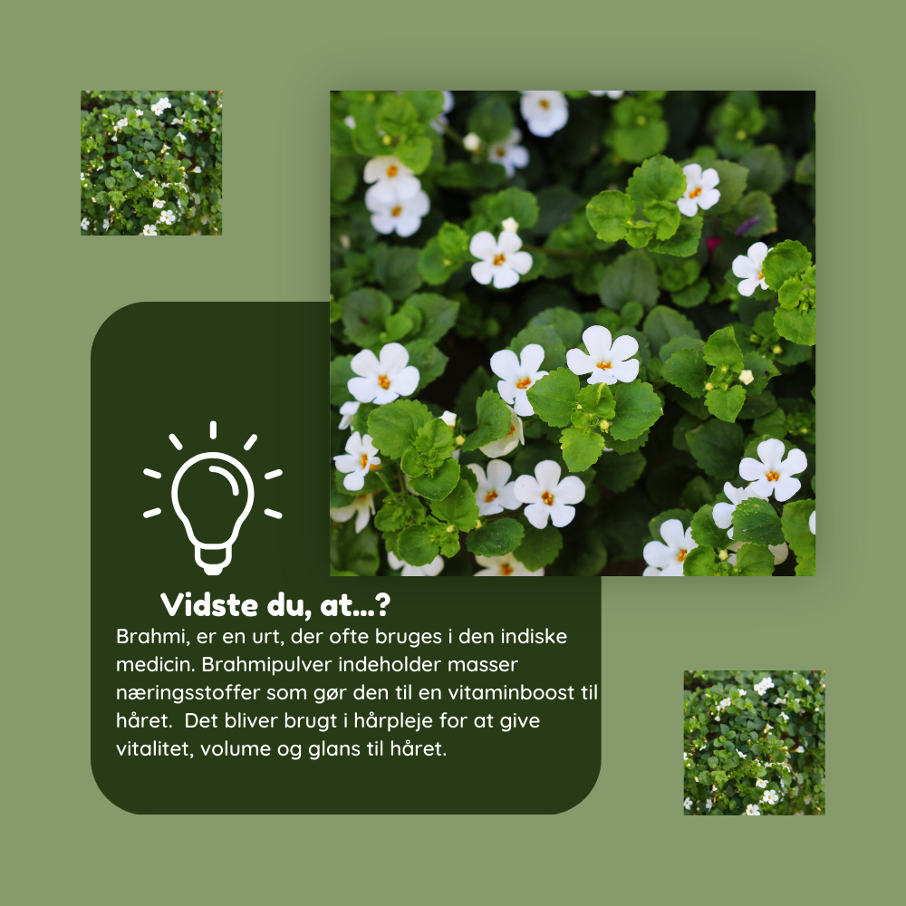 Brahmipulver forebygger grå hår og vitaminbombe til hår- øko  100g