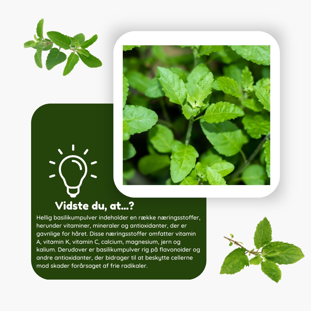 Hellig basilikumpulver til hårmaske mod grå hår - øko 100g - Naturelle.dk