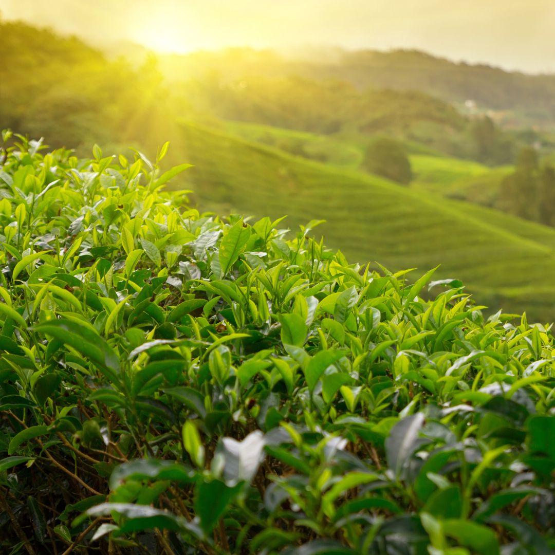 Kinkéliba te - øko 80 g - Naturelle.dk