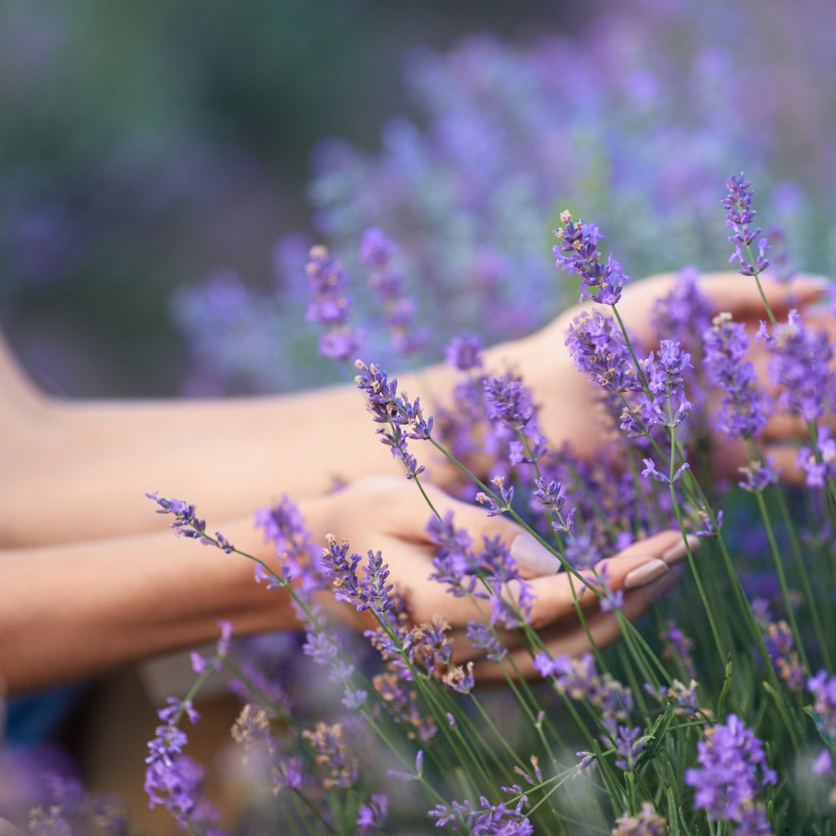 Lavendel blomstervand til krop, ansigt og hår 100ml - Naturelle.dk