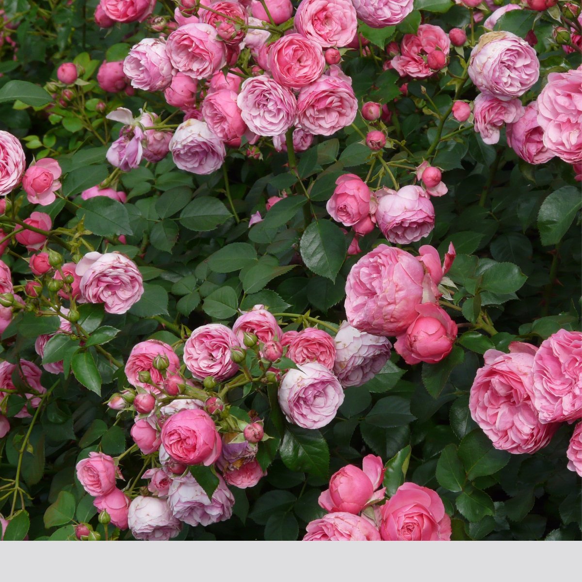 Marokkansk rosenvand til krop, ansigt og hår - 200ml - Naturelle.dk