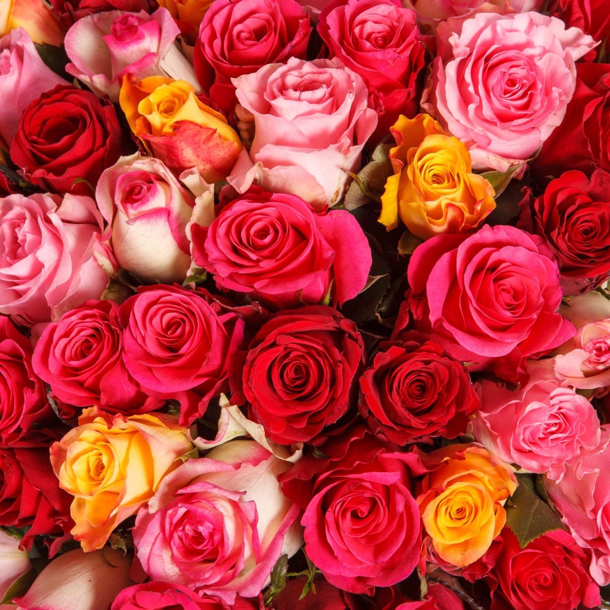 Marokkansk rosenvand til krop, ansigt og hår - 200ml - Naturelle.dk