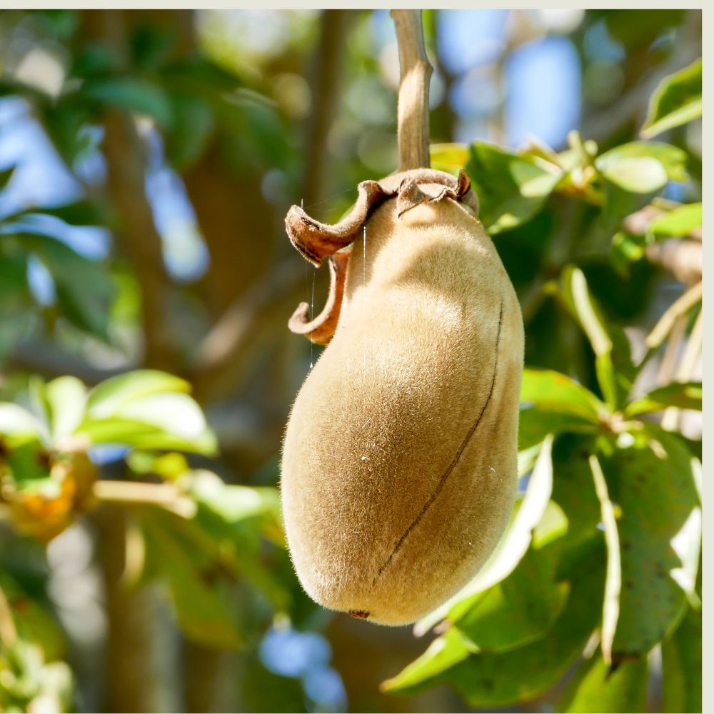 Økologisk baobabpulver superfood 100g - Naturelle.dk