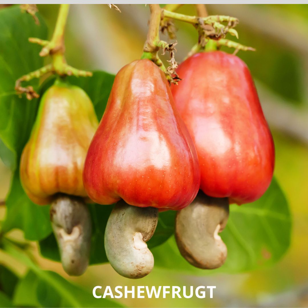 ØKOLOGISK CASHEWNØDDEOLIE 50 ml - Naturelle.dk