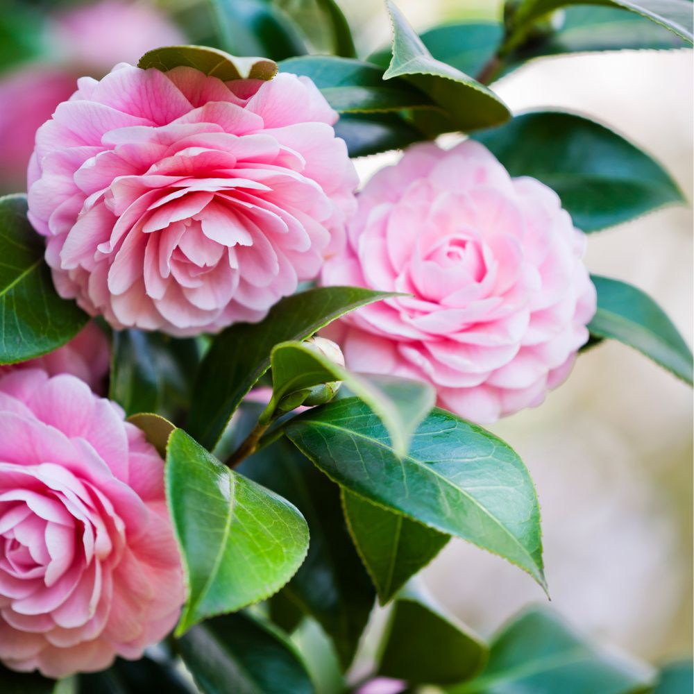 Økologisk Kameliaolie – Naturlig Anti - Age Hudolie Rig på E - vitamin - Naturelle.dk