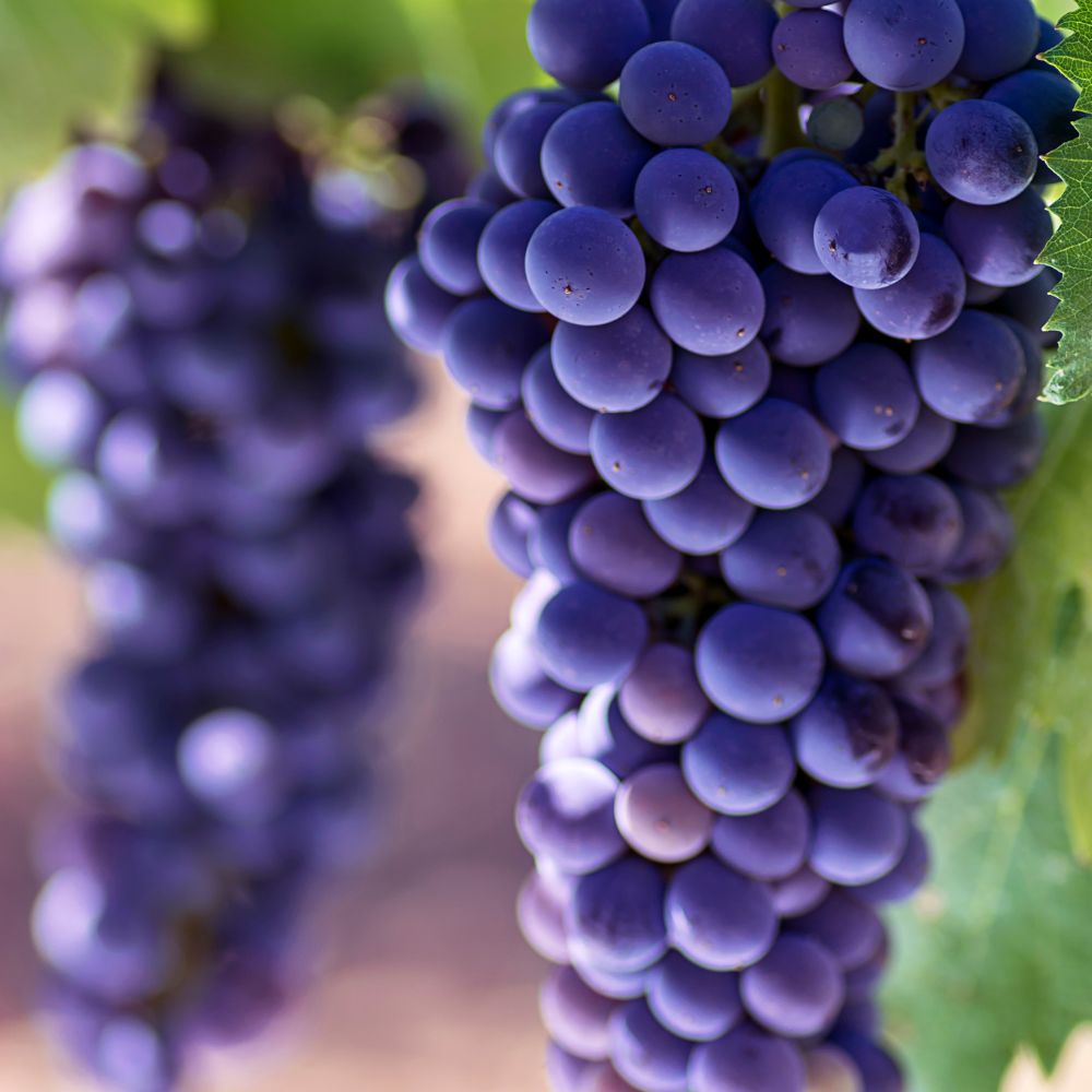 Økologisk Vindruekerneolie – Blødgør og Beskytter Hud og Hår - Naturelle.dk